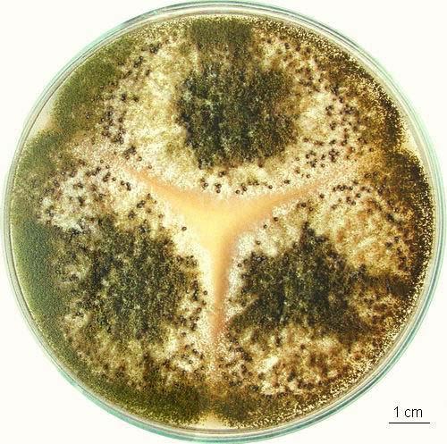 Aspergillus flavus kolonie,