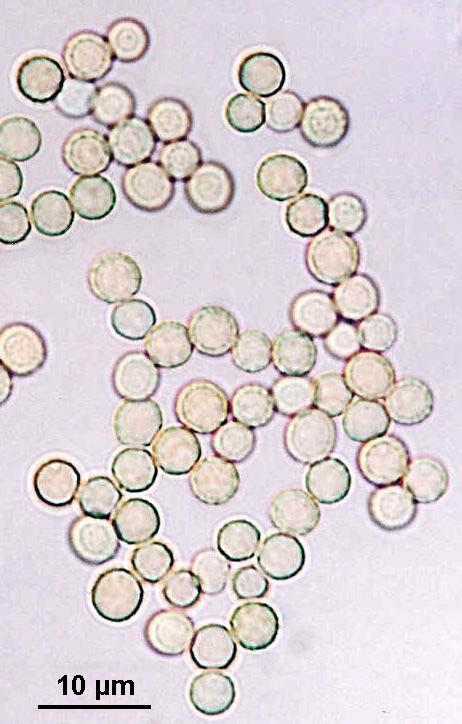 Aspergillus flavus