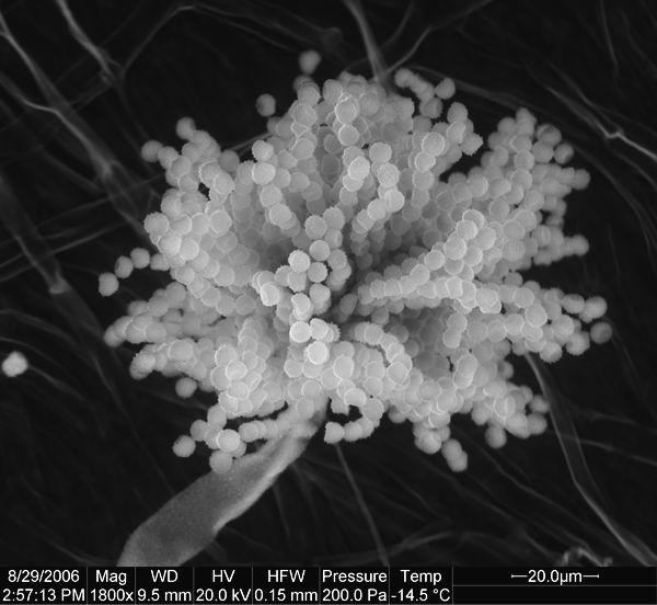 Aspergillus sojae mikroznaky, CCF 3060