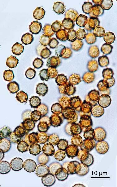 Aspergillus tamarii