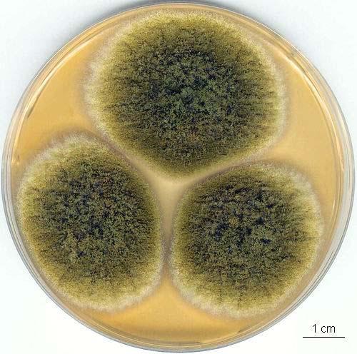 Aspergillus caelatus kolonie, CCF 3087 CZ 7 dní, 25