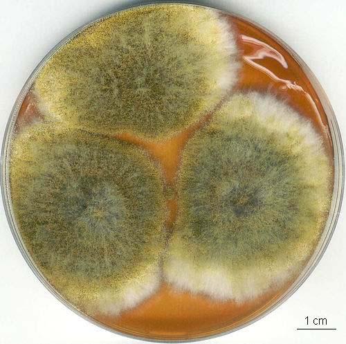 Aspergillus caelatus kolonie, CCF 3087 MEA 7 dní, 25