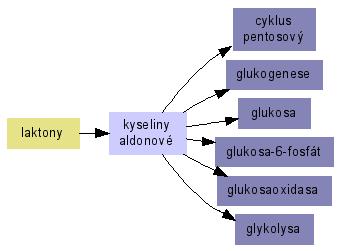 Obrázek 8 laktony Zdroj : wikiskripta,