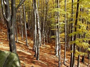 smíšené lesy jsou nejen odolnější vůči kalamitám, ale pohladí i duši (2003 a 2007) Jáchymov-Panorama