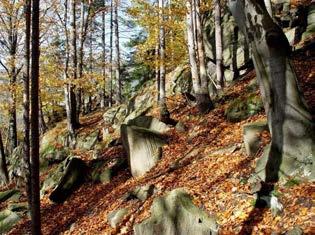 Nelesní vysokohorská společenstva, tj.