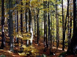 Vznikla během dlouhého vývoje v souvislosti s postupnou kolonizací hor a sloužila především jako