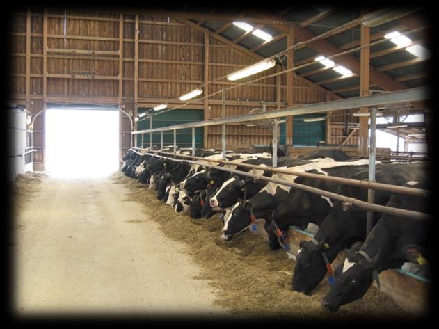 uplatnění rozdílné krmné dávky (návykové období na produkční směsnou krmnou dávku, kterou dostávají krávy po otelení).