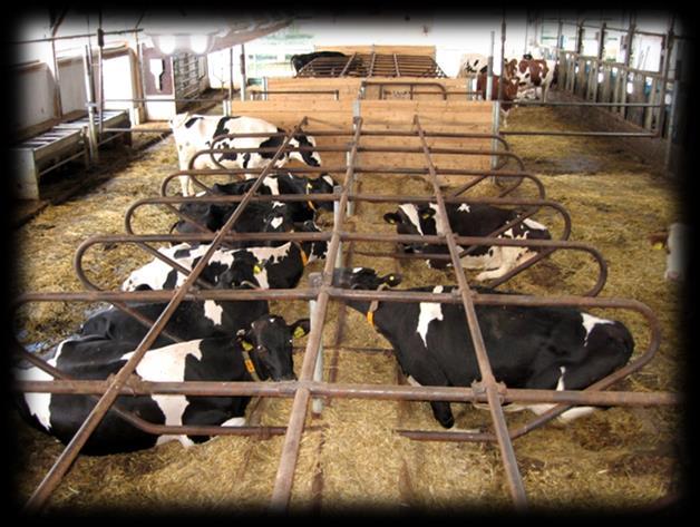 Hluboká podestýlka Hluboká podestýlka je v tuzemských chovech dojených krav rozšířena v přibližně 6%. Hluboká podestýlka je mnoha chovateli mylně zaměňována za systémy s vysokou podestýlkou.