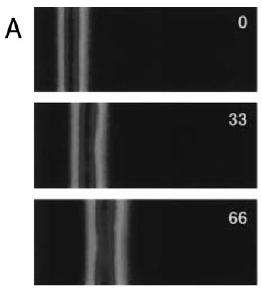 a biochemických procesů v rychlém a automatickém jednolitém mikroproudovém systému [44].