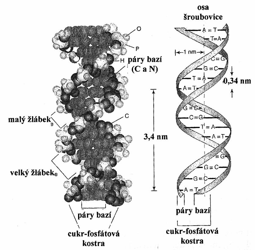 Obrázek č. 7: Watson-Crickův model struktury dvouřetězcové DNA. [15] 2.2.3. Různé strukturní formy DNA DNA existuje v několika strukturních formách, které se označují jako A-, B-, a Z-forma.