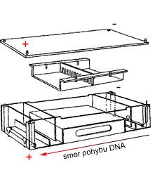 2.5. Elektroforéza v agarózovém gelu Princip elektroforézy spočívá v dělení fragmentů DNA ve stejnosměrném elektrickém poli pomocí molekulového síta, který tvoří gel agarózy (obr. 12).