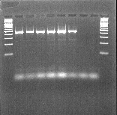 100 + M1 M2 M3 M4 M5 M6 M7 NK 100 + Obrázek č. 43: Elektroforeogram amplifikované DNA Pichia fermentans.