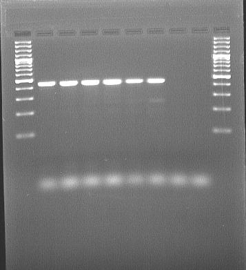 44: Elektroforeogram amplifikované DNA Hanseniaspora uvarum.