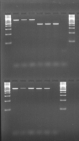 4.4.2. Optimalizace koncentrace DNA pro PCR Je vhodné, aby již na začátku do reakční směsi vstupovala DNA stejné koncentrace, abychom získali stejné množství amplikonu.