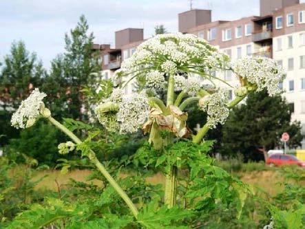 přízemí spojuje stavbu s řekou. V suterénu je umístěno rehabilitační centrum s vířivkou, masérnou a saunou. V přízemí jsou klubové a společenské místnosti, v prvním patře kanceláře RODOPu.