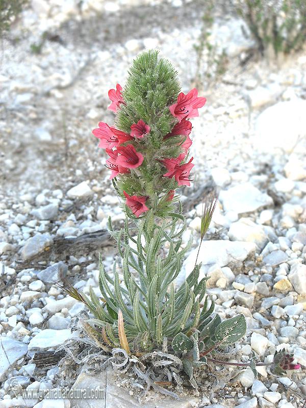 Echium albicans Boiss.