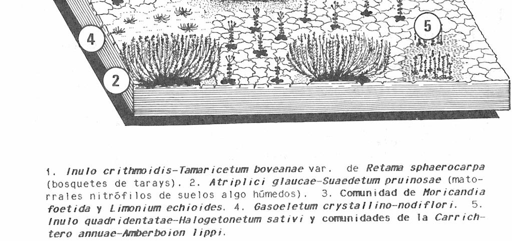 či slanomilná Salsola genistoides. Determinované rostliny z minulé exkurze: Limonium insigne, Helianthemum apenninum agg.