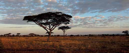 Zambie Viktoriiny vodopády Lusaka NP South Luangwa 4600 15000 NP Serengeti Tanzania Lilongwe Arusha NP Mikumi Mbeya Iringa Chitimba Malawi Zanzibar Dar es Salaam zájezd termín cena zájezdu letenka