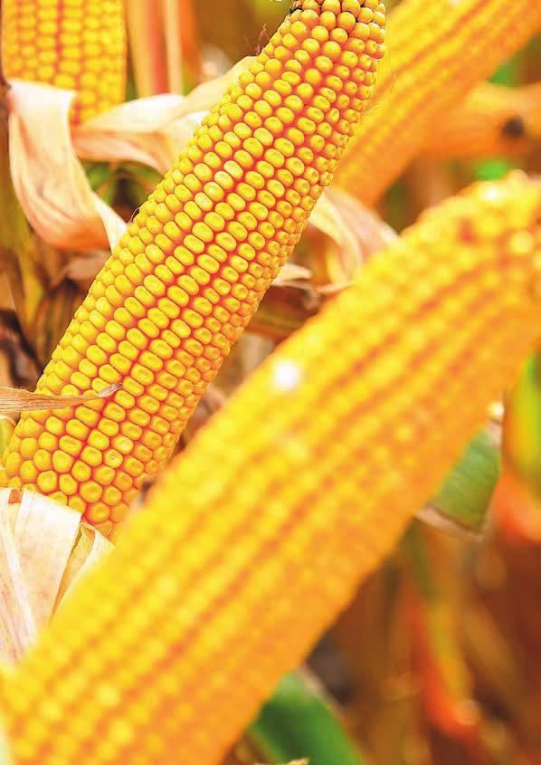 KUKURICA SIATA FAO 420 MILANNO Vyniká už na pohľad stredne neskorý, vysoký hybrid najnovšej generácie má excelentný štart, rast a vývoj je intenzívny, rýchlo zakoreňuje dobre využíva jarnú vlahu, aby
