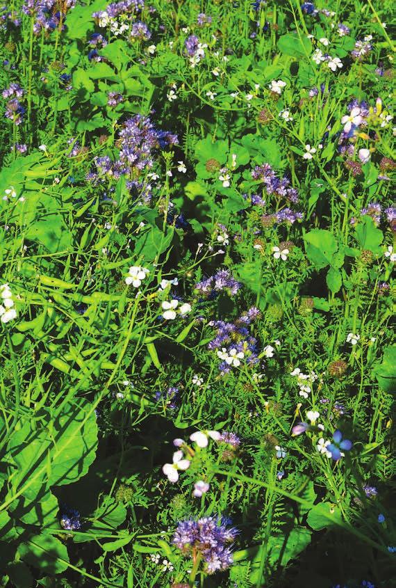 LETNÉ STRNISKOVÉ MIEŠANKY potláčajú buriny a patogény, znášajú sucho, meliorujú, dodávajú živiny, šetria náklady WASSERGÜTE FEIN 15kg/ha Doporučený termín sejby: od zač. júla do 25.