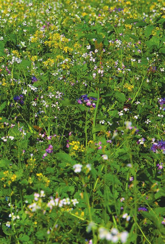 MEDZIPLODINY potláčajú buriny a patogény, znášajú sucho, meliorujú, dodávajú živiny, šetria náklady BONI 50-75 kg/ha Doporučený termín sejby: od začiatku júla do 10.