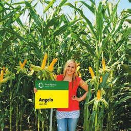 antokyánovým sfarbením prispôsobivý hybrid aj v náročných agrotechnických podmienkach dosahuje výbornú ekonomiku pestovania lepšie podmienky: 80 000-85 000 rastlín/ha horšie podmienky: 75 000-80 000