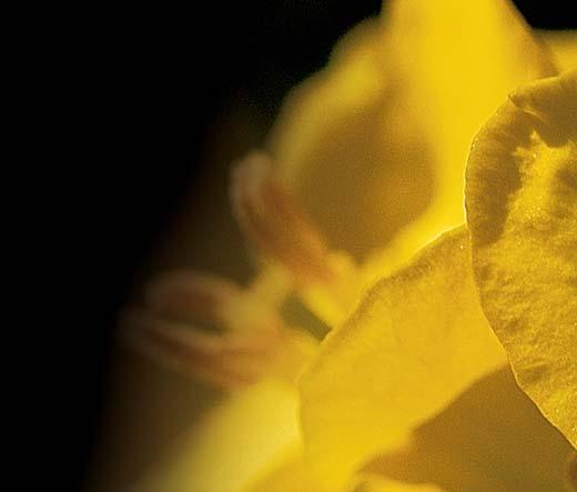 polopozdní hybrid vynikající rychlým počátečním vývojem, dobrým zdravotním stavem, a tolerancí vůči