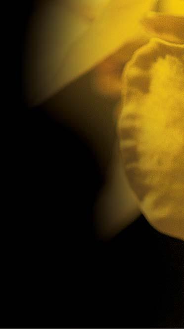V německých spolkových zemích patří mezi nejvýnosnější hybridy především na jihu Německa (Bavorsko