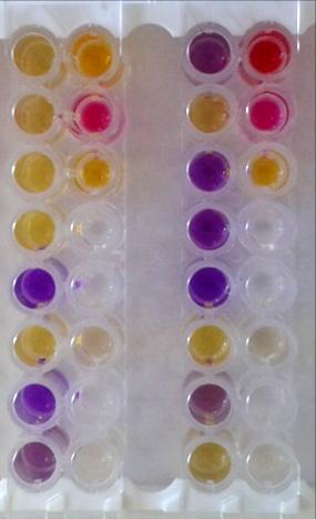 V laboratoři se používá Staphy test 16 (Lachema). Mikrotitrační destička obsahuje 16 testů, na základě kterých je možné stafylokoka identifikovat.