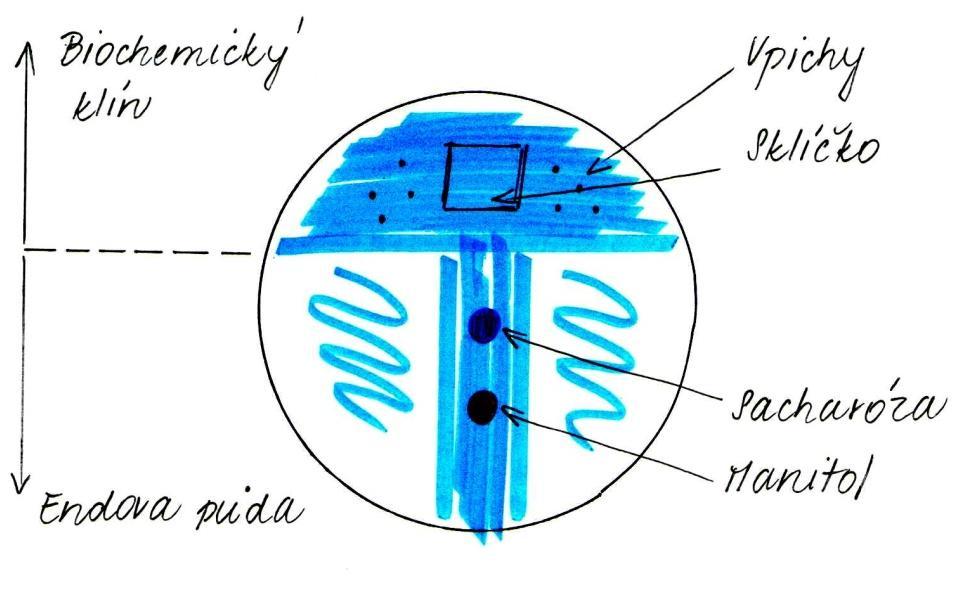 4.3.5 Identifikace enterobakterií Švejcarova plotna je diagnostická pevná půda, která umožňuje testovat sedm biochemických vlastností enterobakterií.