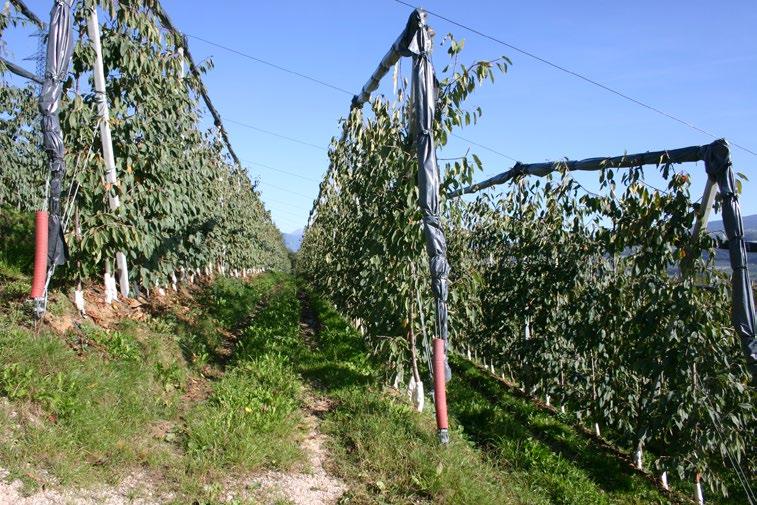 3.1.8. Výběr pěstitelského systému V návaznosti na volbu slabě a středně silně rostoucích podnoží je možné zvolit pěstební tvary vhodné pro výsadby o vysoké hustotě stromů.