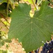 Pinotin Odrůda Pinotin je PIWI novošlechtění burgundského typu, vyšlechtil ji Valentin Blattner v roce 1991 křížením odrůdy Pinot noir s donorem rezistence.