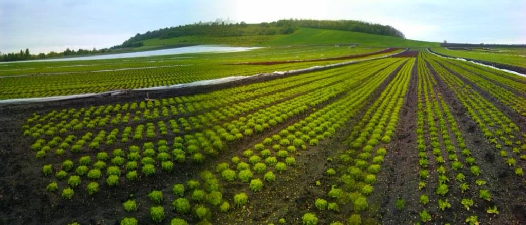 pěstitelům lokální zeleniny Pěstební plocha 4300 ha v Polabské nížině z