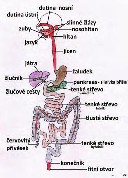 1.4 Trávicí ústrojí Dutina ústní je ohraničena rty, tvářemi, měkkým a tvrdým patrem a jazykem. V dutině ústní se nacházejí zuby mléčný chrup má 20 zubů, trvalý 32.