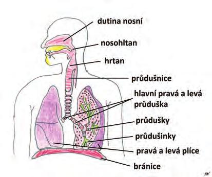 velmi bohatě zásobeny krví a při jejich poranění (ostrá bodné rány; tupá nárazy na volant, kopnutí koněm,...) dochází k velkému krvácení.