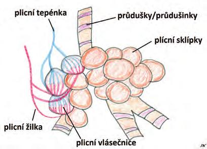 vazuje průdušnice. Je tvořen chrupavkami. Vnitřní stěna je pokryta sliznicí při alergické reakci může zduřet a způsobit dušení. Stejně tak při podráždění dýchacích cest např.