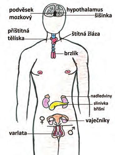 enzymy, viz trávicí ústrojí), tak funkce vnitřní sekrece. Tu zajišťují Langerhansovy ostrůvky, které produkují hormony. Neznámější z nich jsou inzulin a glukagon.