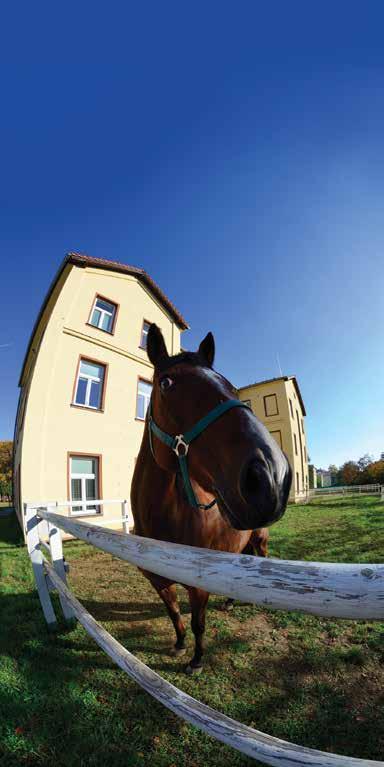Fotosoutěž: Koně na VFU Klinika chorob koní a Hippologický klub vyhlašuje fotosoutěž na téma Koně na VFU.