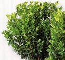 99,90 BUXUS KEŘ* Ø