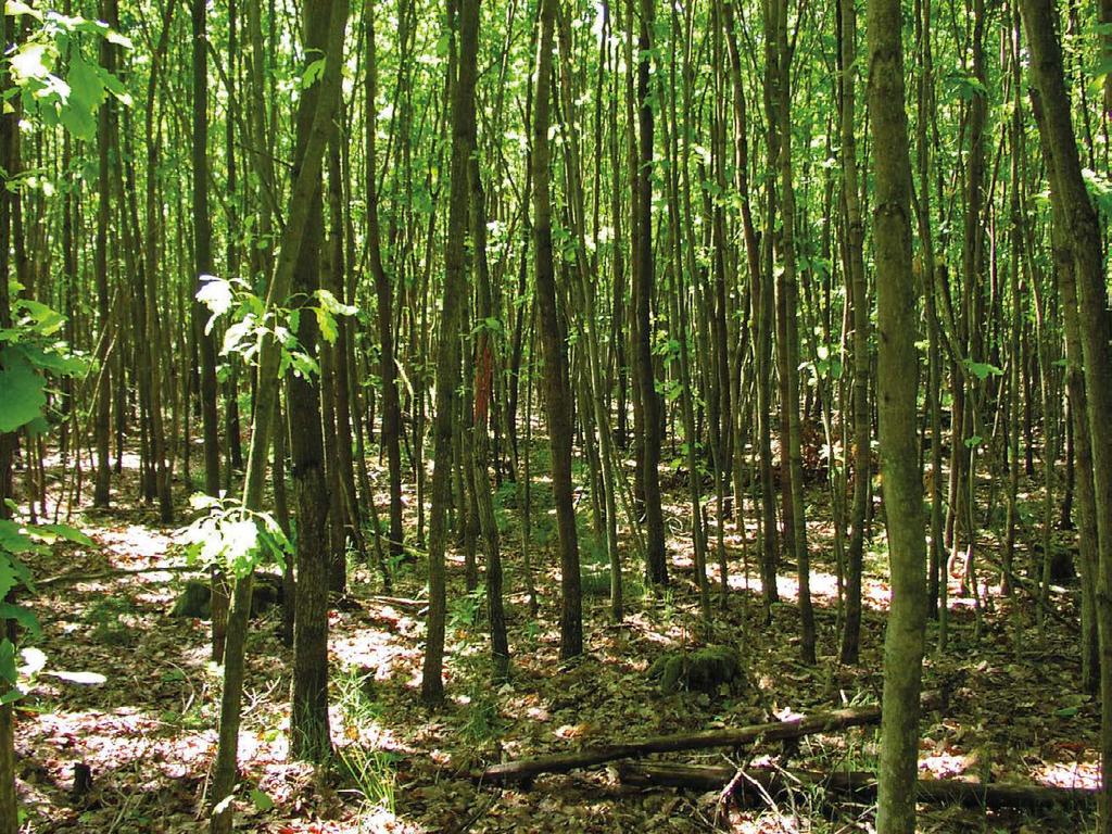 VYUŽITÍ DUBŮ PŘI ADAPTACI LESŮ ČR NA ZMĚNU KLIMATU: PĚSTOVÁNÍ A HOSPODÁŘSKÁ ÚPRAVA LESA