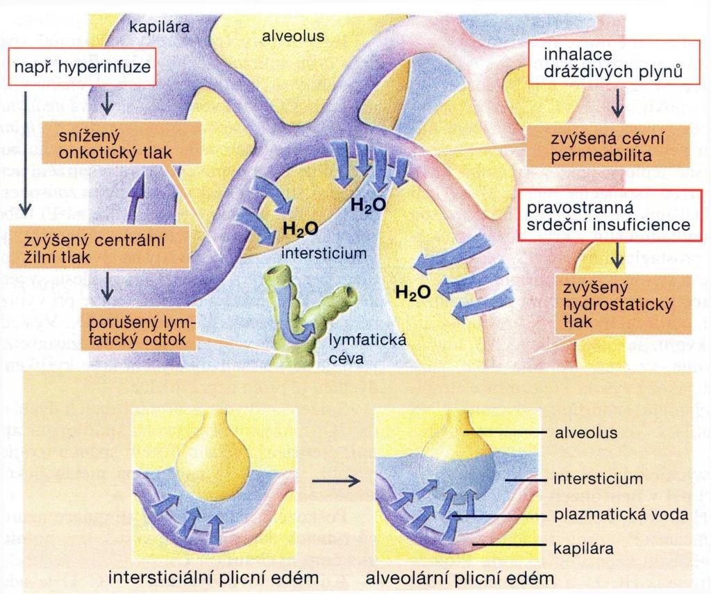 patofyziologie