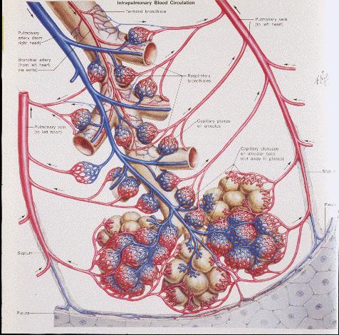 anatomie - plíce plicní parenchym nezahrnuje plicní cévy a bronchiální strom
