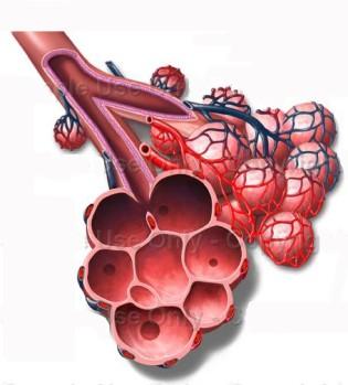 bronchiolus, ductus alveolaris, sacculi alveolares a alveoly trachea 15 20