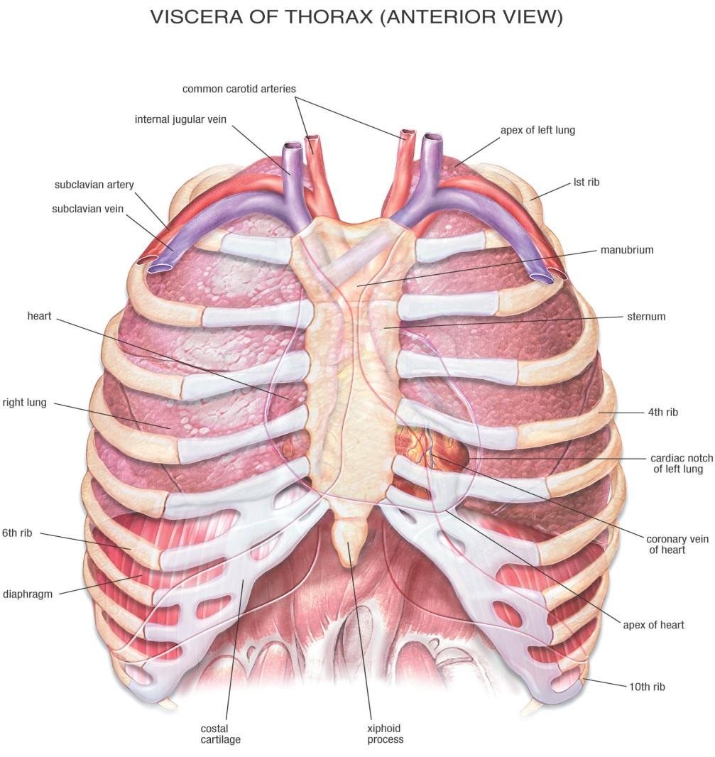 anatomie - plíce pleura: serózní blána, pleura parietalis a visceralis, kolem hilu tvoří duplikaturu pravý hilus: 6x4cm, nahoře bronchus, tepna, dole žíly levý hilus: nahoře tepna, bronchus a