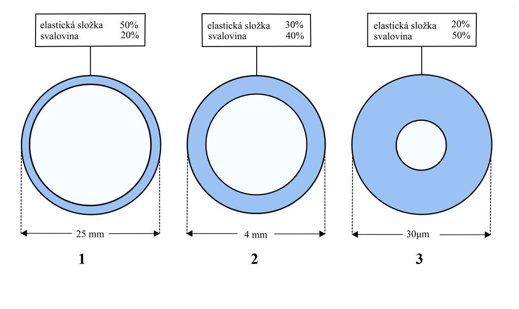 Obrázek 2.4: Schéma poměru průsvitu a tloušťky cévní stěny u tepen, převzato z [1]. Popis: 1 - tepny elastického typu, 2 - tepny svalového typu, 3 - tepénky Tepny mají tři různé typy složení vrstev.