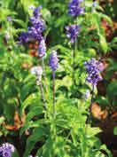 Lipie dulcis Citronová Verbena Bazalka vytrvalá African blue Máta peprná Máta marokánská
