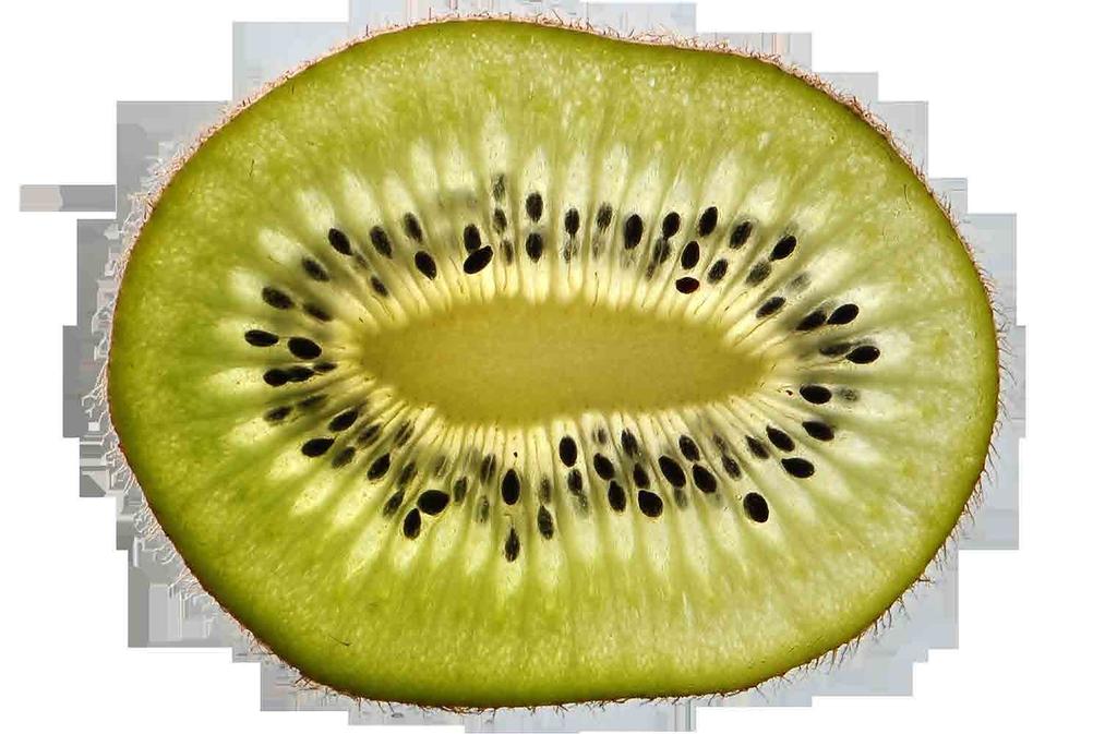 Kiwi arguta Ananasnaya kiwi zimolezy Kiwi arguta Bingo Kiwi jsou opadavé liány s výhonky dlouhými až 10m.