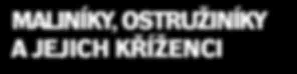 Hodí se k přímému konzumu i dalšímu zpracování.