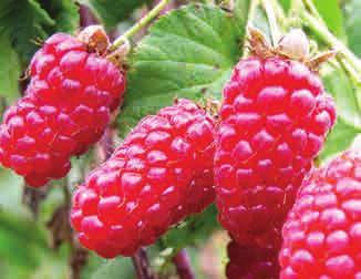 Ostružina Dirksen Ostružinomalina Loganberry 89,- Odrůda zrající od poloviny