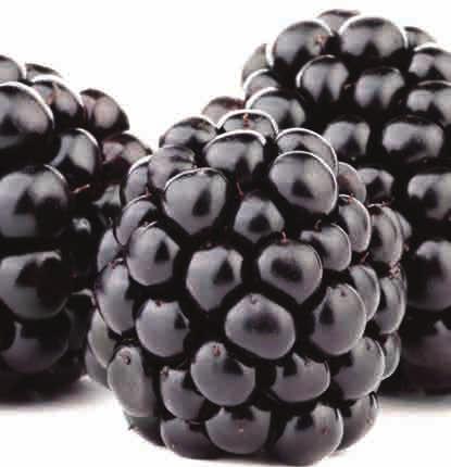 Plody jsou tmavě červené s výraznou, aromatickou chutí.